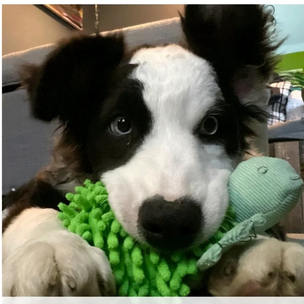 Boots & Barkley Turtle Plush Dog Toy
